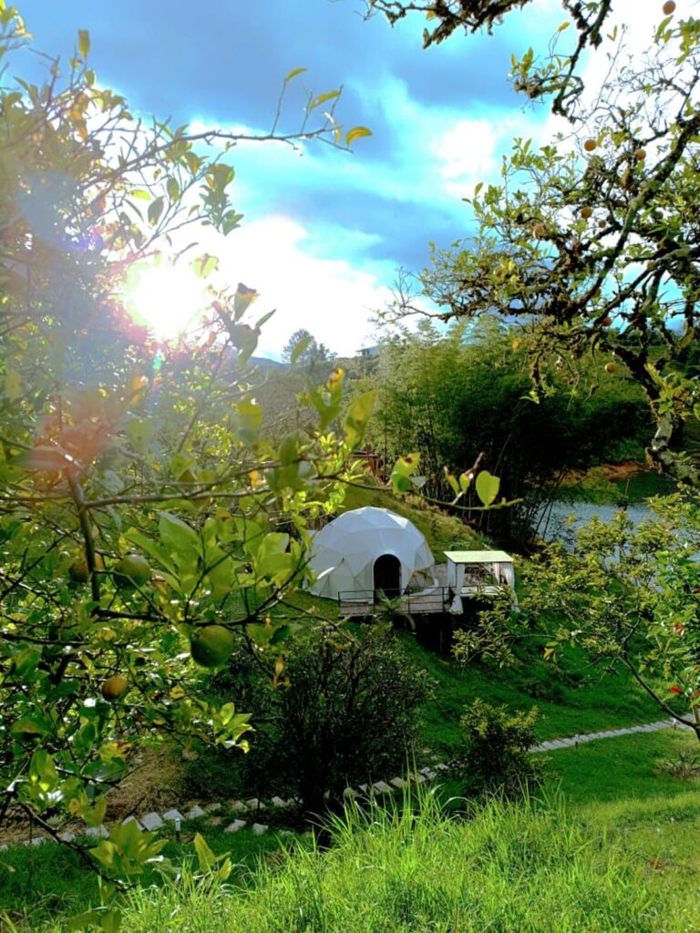 Domo Centauri entre la vegetación al amanecer